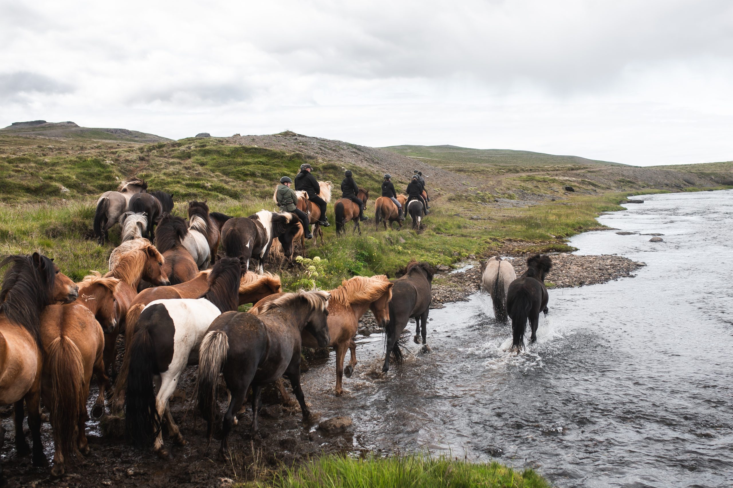 Islandpferde galoppieren durch einen Fluss während einer Reittour auf Island