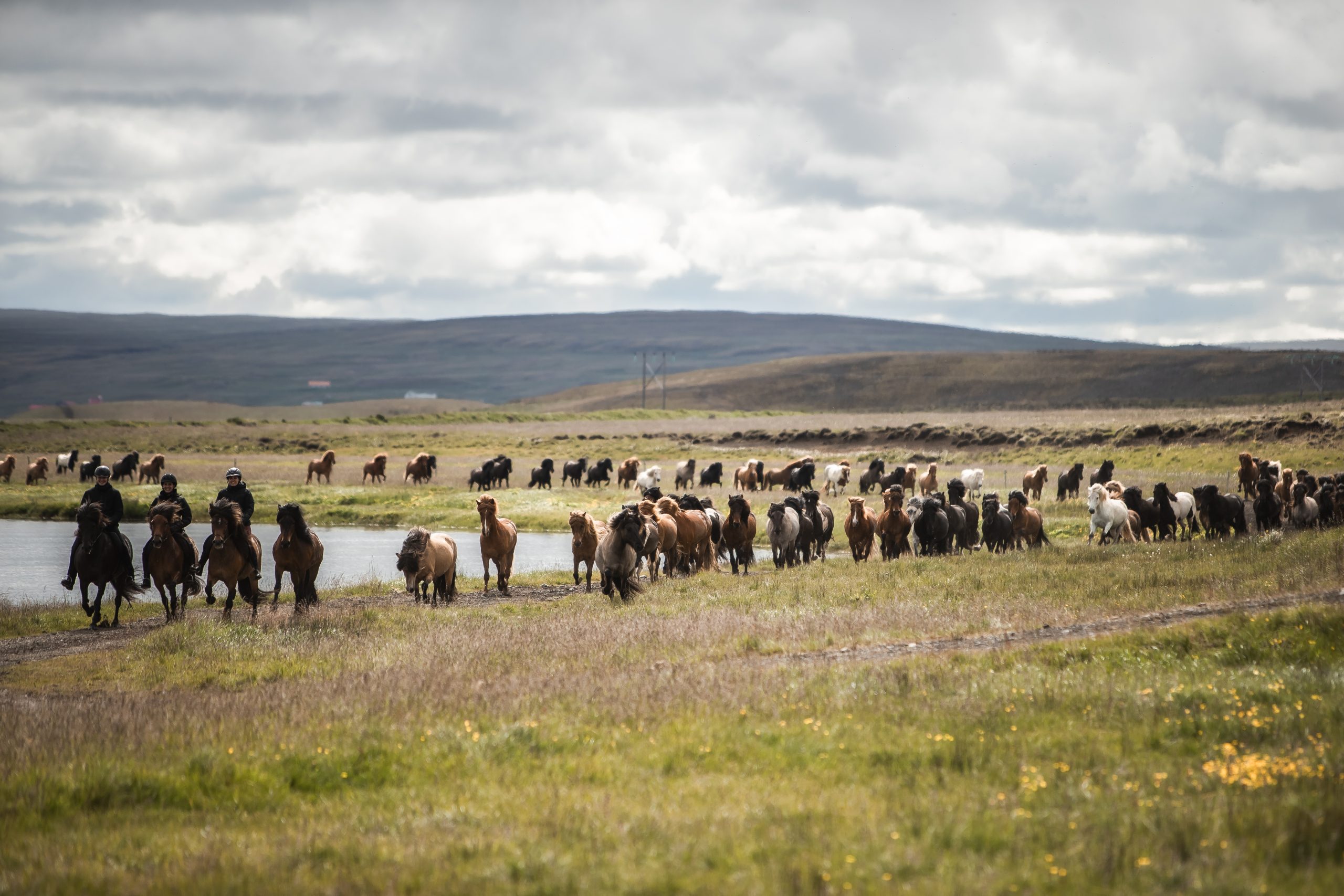 Islandpferdeherde beim Ausritt durch die Weite Nordwest-Islands vor Bergkulisse