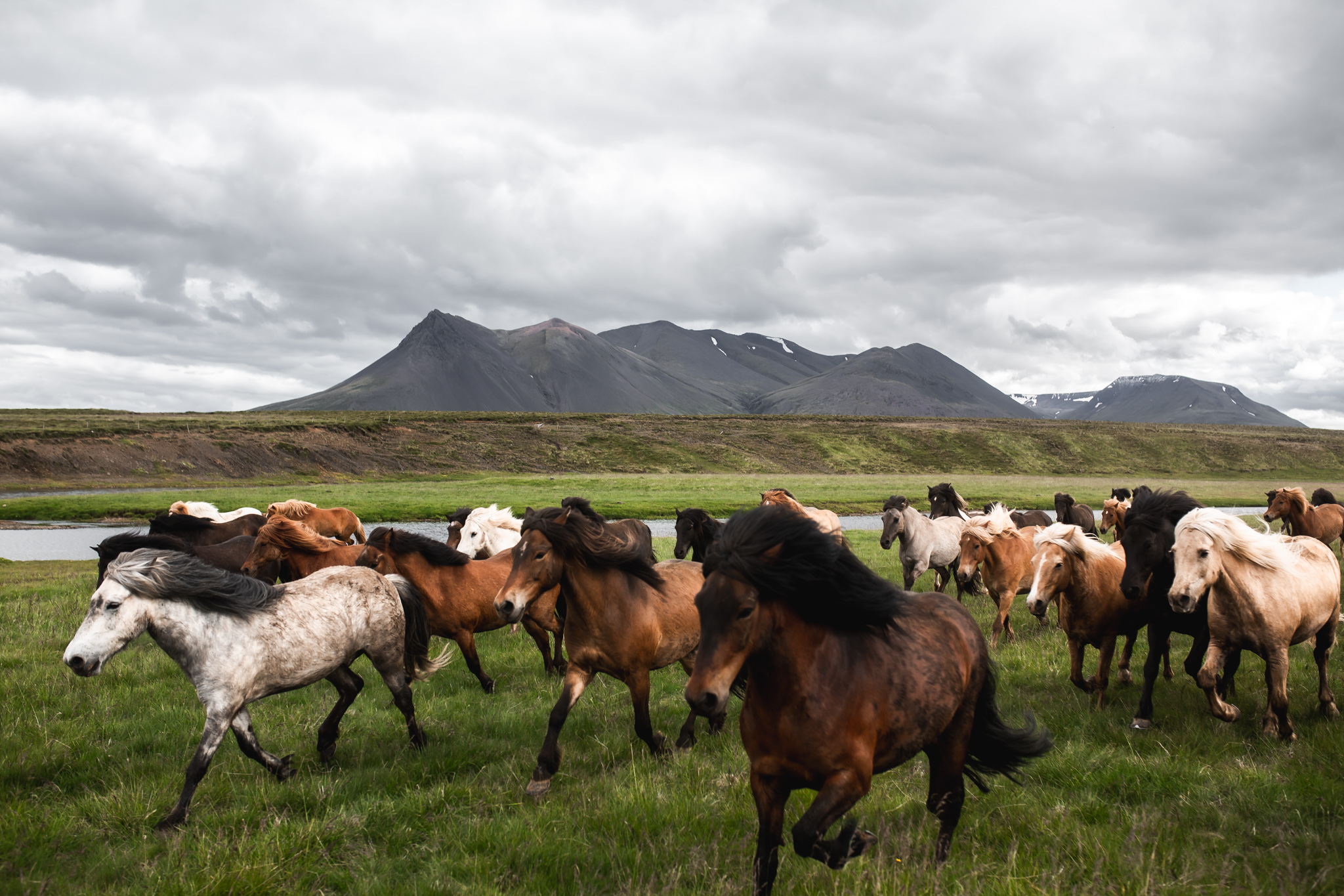 Freilaufende Herde bei der Reittour