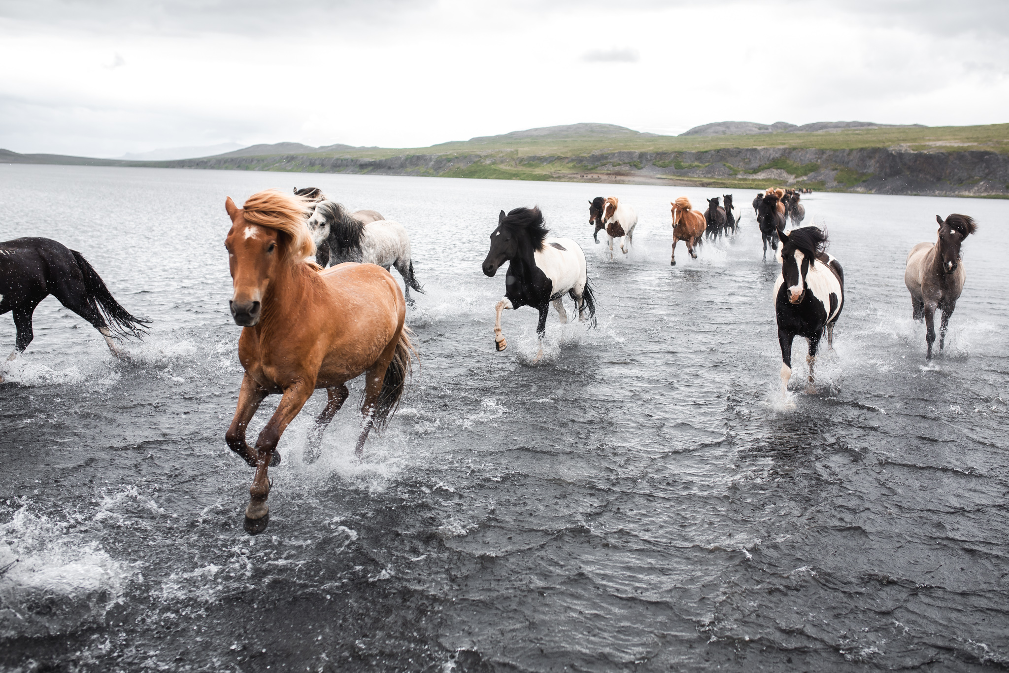 Islandpferde galoppieren durch einen Fluss während einer Reittour auf Island